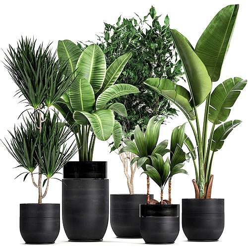 Houseplants in a black pot for the interior 720