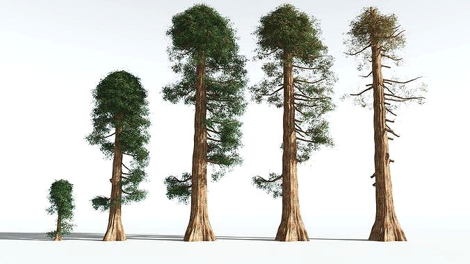 EVERYPlant Giant Redwood EXT --24 Models--