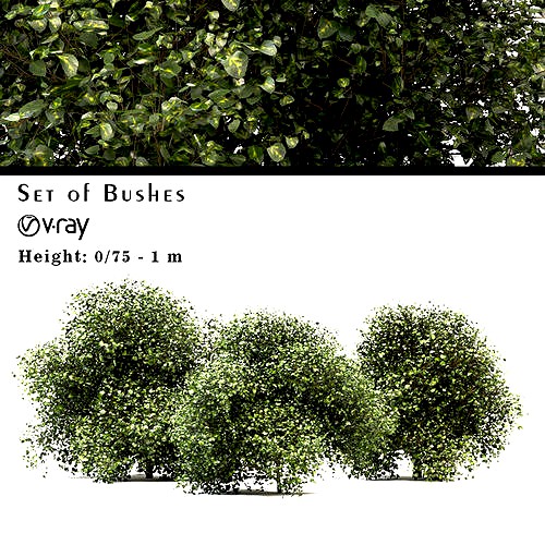 Set of Buxus or Box Bushes - 3 Sizes