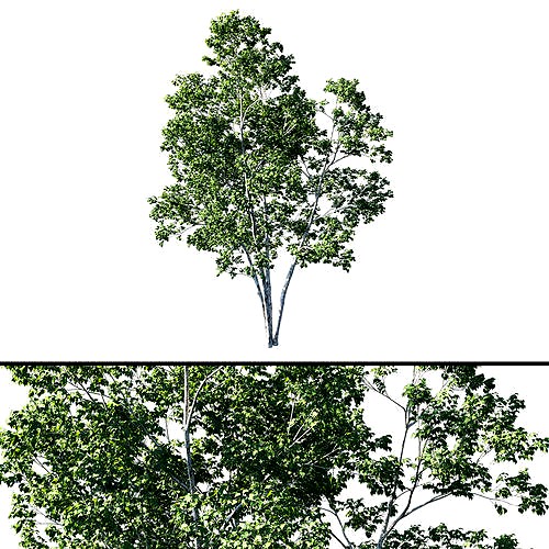 Betula platyphylla Tree 01