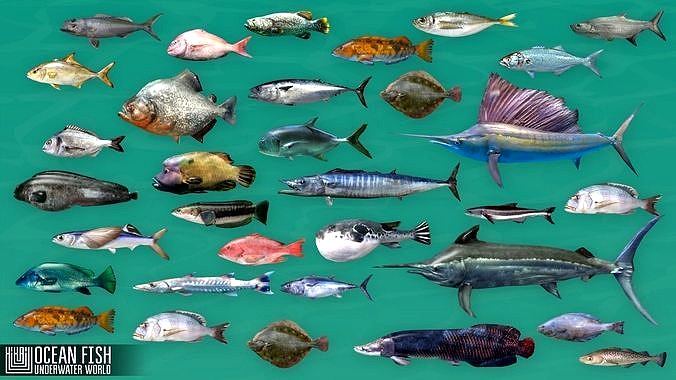 Ocean fish - underwater world
