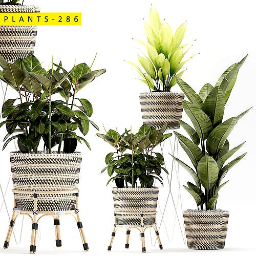 plants 286