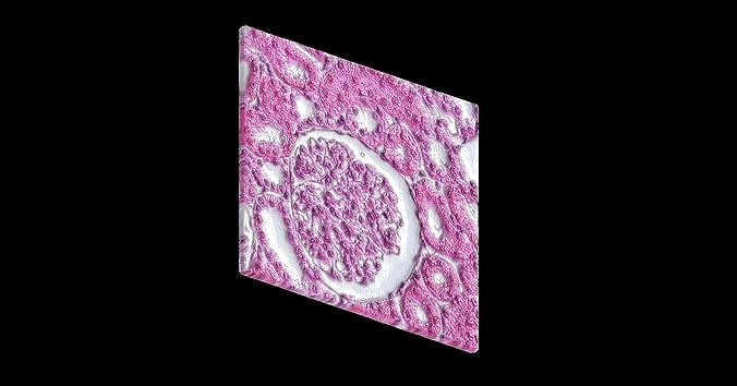 Histology Glomerulus