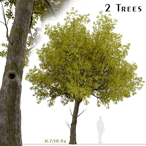 Set of Arizona ash or Fraxinus velutina Trees - 2 Trees