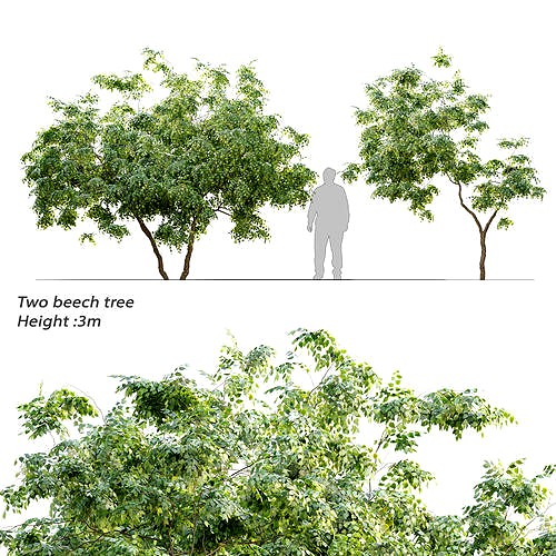 American beech tree