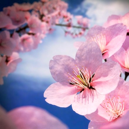 Cherry blossom - Sakura Flower