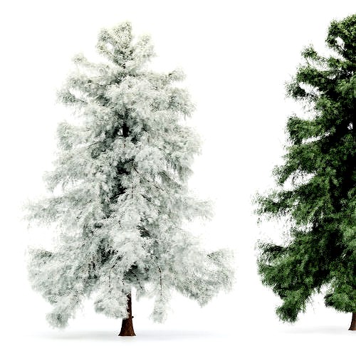 Alaska Cedar-Spring to Winter tree collection 1tree in the scene