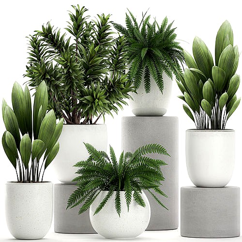 Plants in a white pot for the interior 680