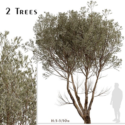 Set of Acacia Aneura or True Mulga Trees - 2 Trees