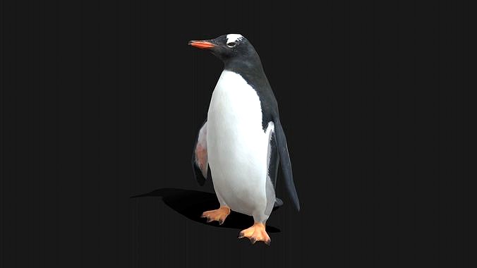 Gentoo Penguin - Animated