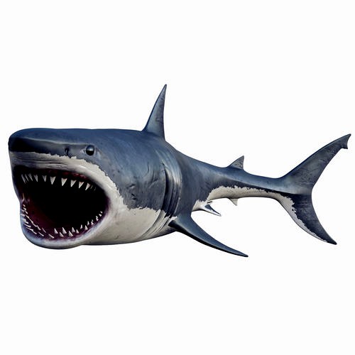 3D Animated Great White Shark