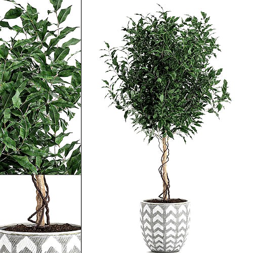 Ficus benjamina trees in a flowerpot for interior design 556