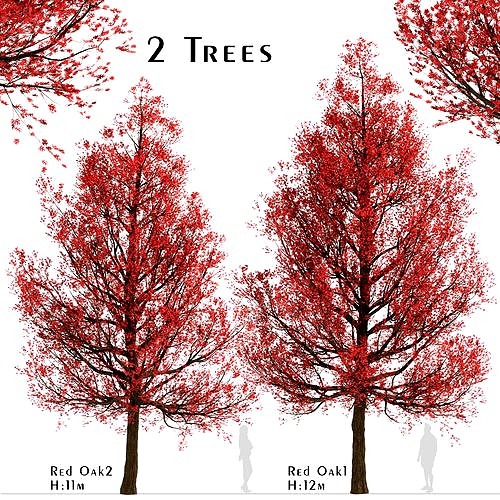 Set of Red Oak or Quercus rubra Trees - 2 Trees