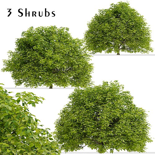 Set of Euonymus japonicus or Spindle Shrubs - 3 Shrubs 3D Models