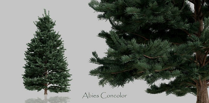 15 Conifer Trees