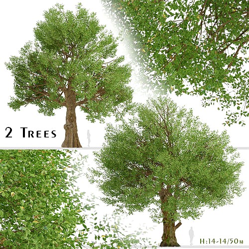 Set of Field Elm or Ulmus minor Trees - 2 Trees