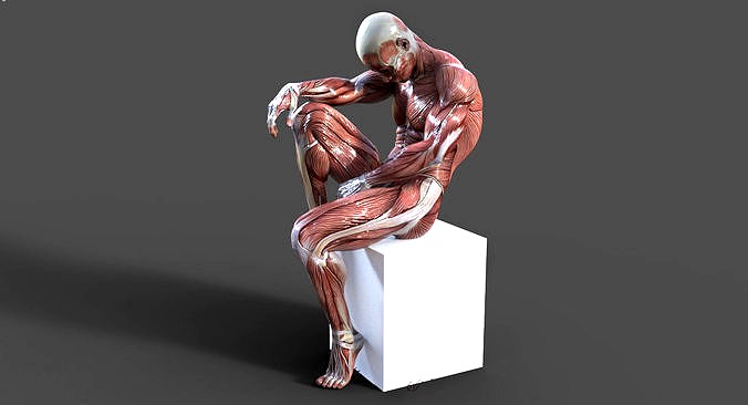 GodPose Anatomy 3D model