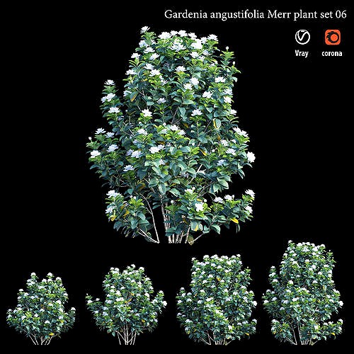 Gardenia angustifolia merr Plant set 06