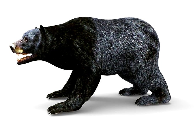 Black Bear Rigged and animated 3D Model