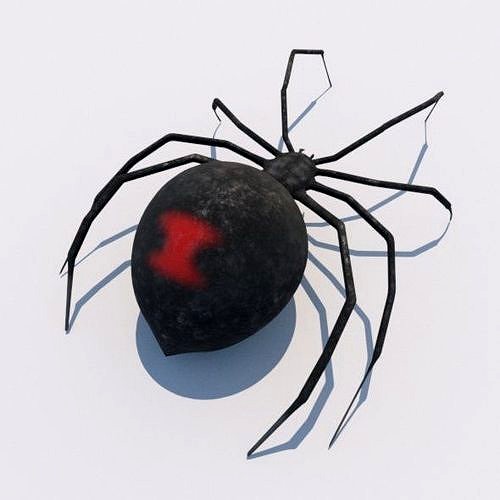 Spider Black Widow