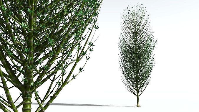 EVERYPlant Twisted Horsetail Tree 09 --12 Models--