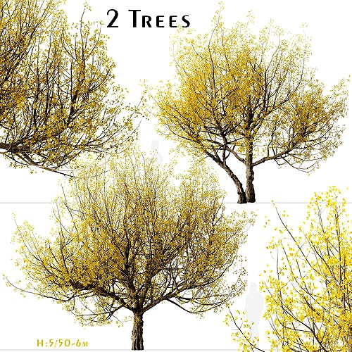 Set of Flowering Cornus mas or Cornelian cherry Trees - 2 Trees