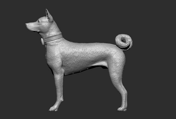 Basenji Dog  | 3D