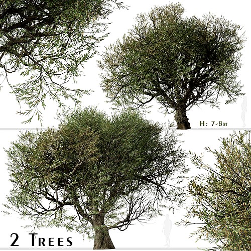 Set of Olive or Olea europaea Tree - 2 Trees 3D models