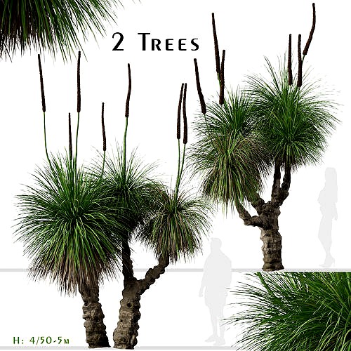 Set of Xanthorrhoea arborea or Broad-leafed Grass Tree - 2 Trees