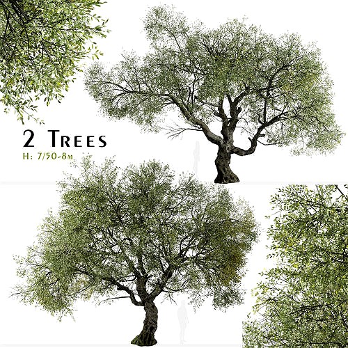 Set of Canyon live oak or Quercus chrysolepis Tree - 2 Trees