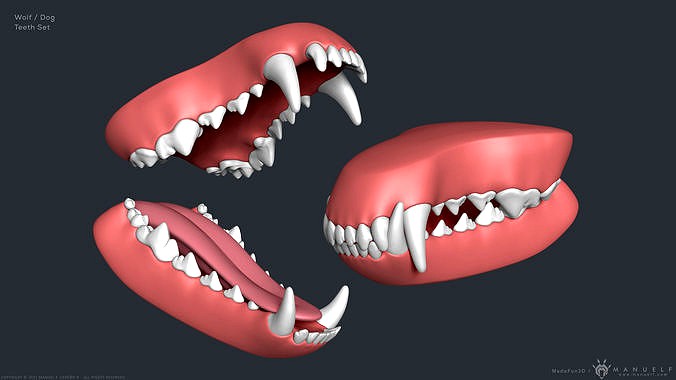 Wolf Dog Teeth Set