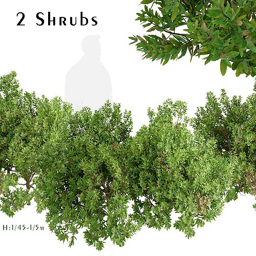 Set of Northern bayberry or Myrica pensylvanica Shrubs