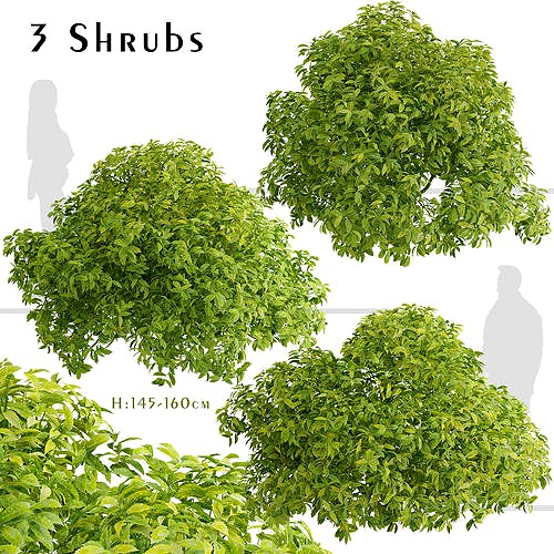Set of Aucuba japonica or Japanese laurel Shrubs - 3 Shrubs