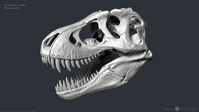 Tyrannosaurus Rex Skull Bones Sculpture