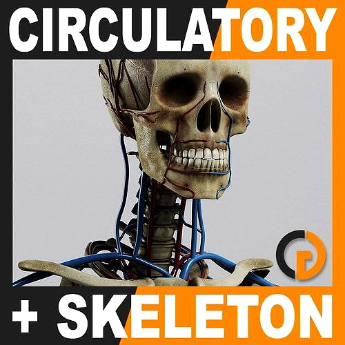 Human Circulatory System and Skeleton - Anatomy
