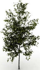 Birch 3D Model