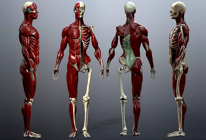 Skeleton and Muscles Study