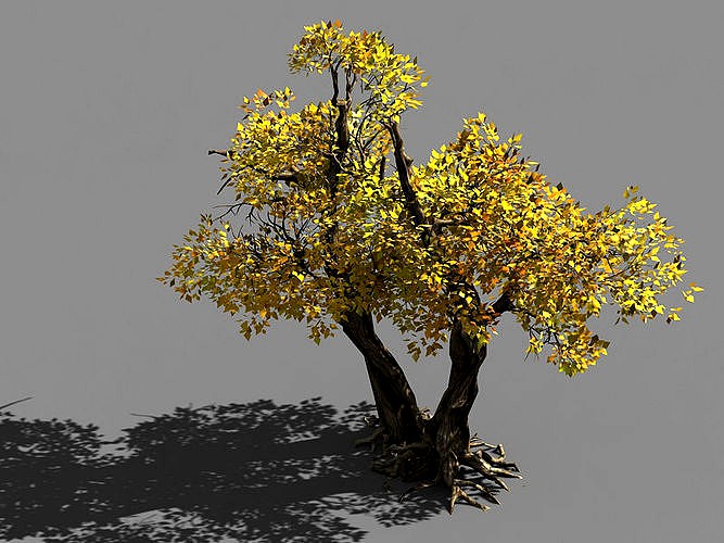 Populus euphratica-poplar-special tree 36