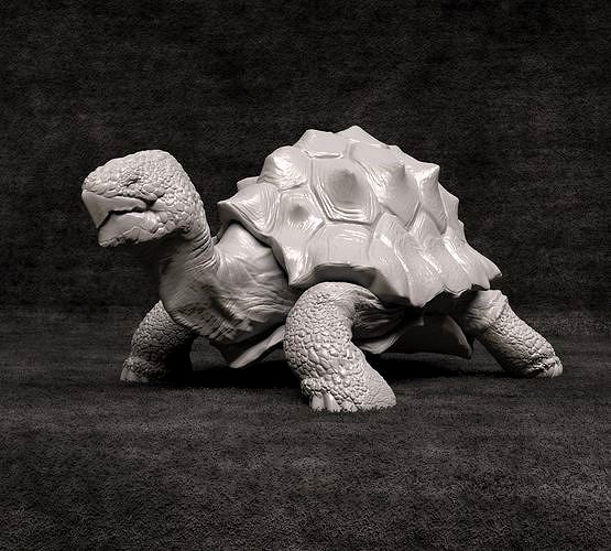 turtle - No Presupported | 3D