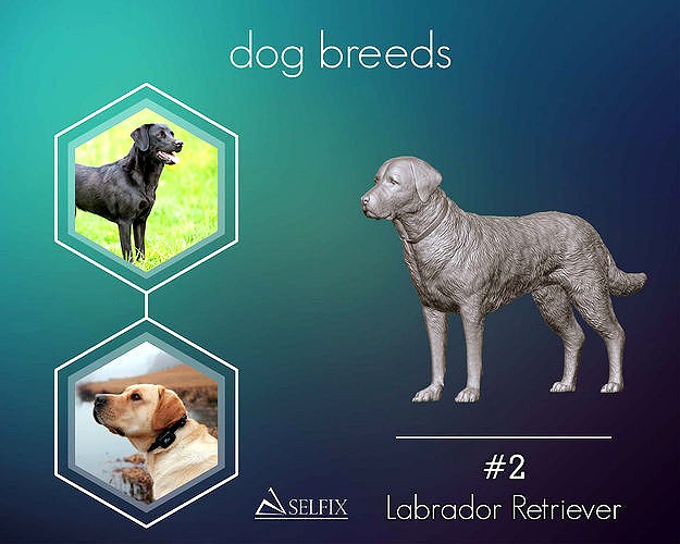 Labrador Retriever model | 3D