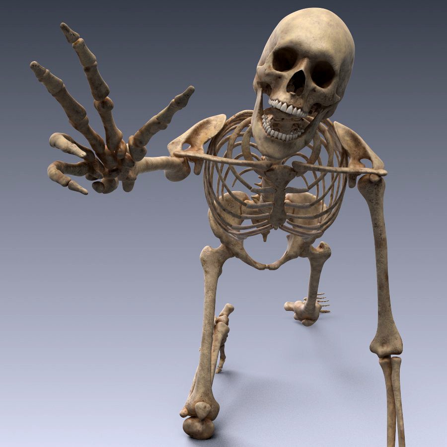 Human skeleton rigged3d model