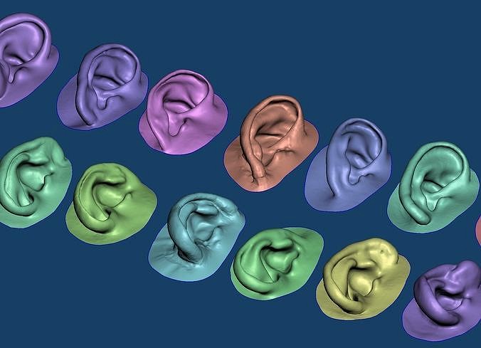 Human natural ear anatomy assorted  | 3D