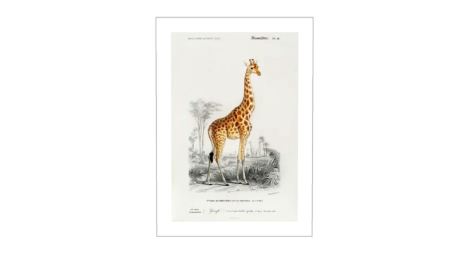 Quadro Decorativo Giraffa camelopardalis