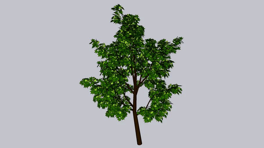 young tree