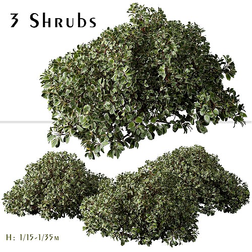 Set of Cornus alba Elegantissima or Siberian dogwood Shrubs