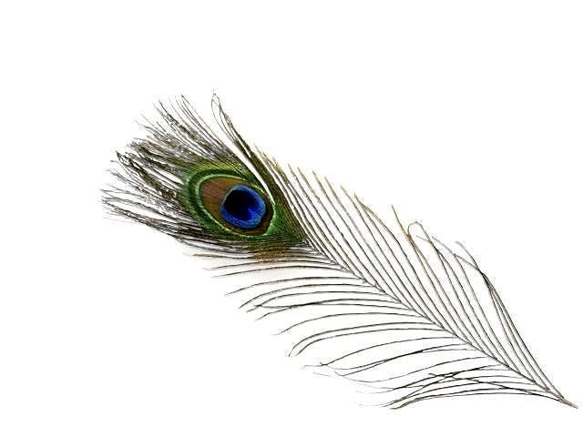 pecock feather