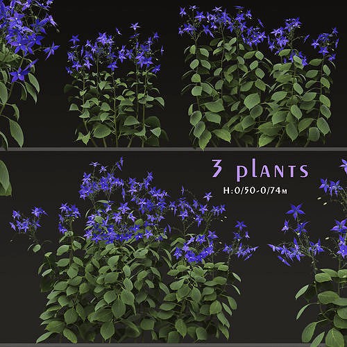 Set of Borago officinalis or Starflower Plants - 3 Plants