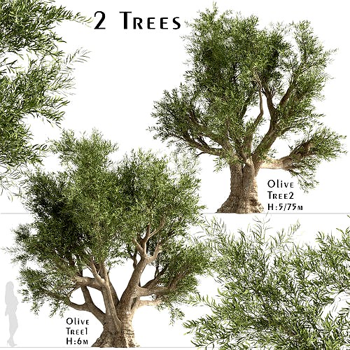 Set of Olive or Olea Europaea Trees - 2 Trees