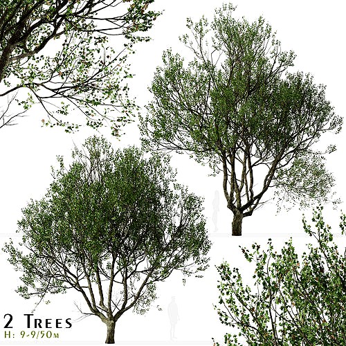 Set of London Plane or Platanus acerifolia Tree - 2 Trees