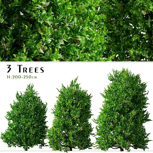 Set of Carolina Cherry laurel or Prunus caroliniana Tree